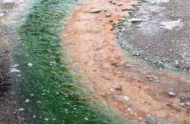 Litoralul romanesc, invadat de alge