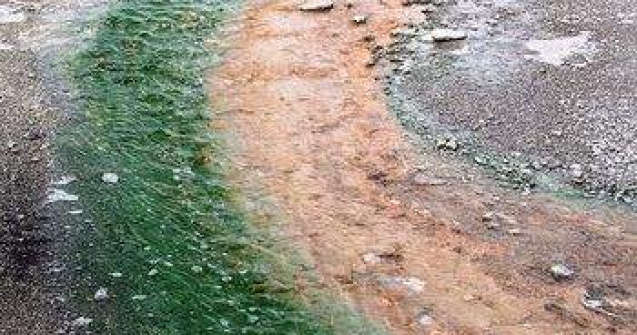 Litoralul romanesc, invadat de alge