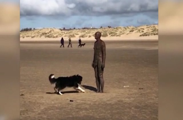Un caine incearca sa se joace cu o statuie / VIDEO