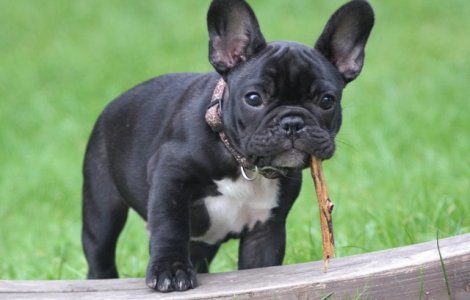 Catelus de 4 luni, furat dintr-un muzeu din Marea Britanie