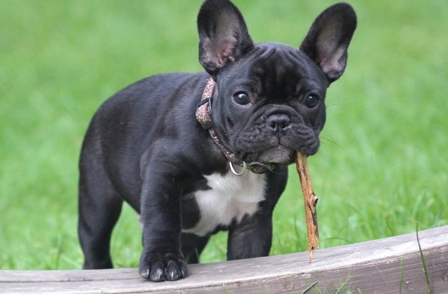 Catelus de 4 luni, furat dintr-un muzeu din Marea Britanie