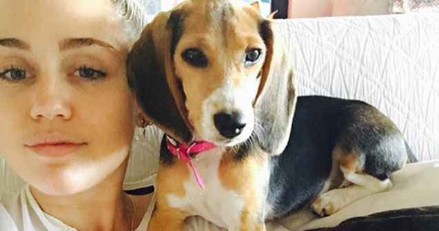  Top  Si Miley Cyrus are unul! 10+ imagini care te vor face sa iti doresti un Beagle