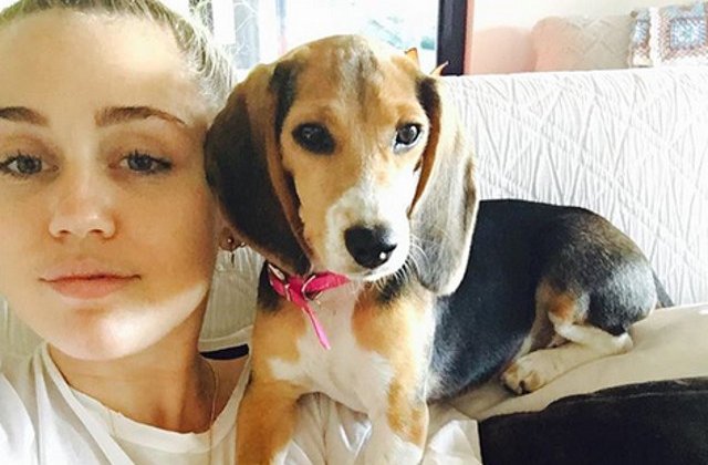 Si Miley Cyrus are unul! 10+ imagini care te vor face sa iti doresti un Beagle