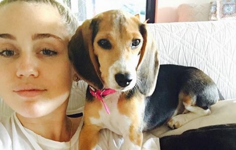  Top  Si Miley Cyrus are unul! 10+ imagini care te vor face sa iti doresti un Beagle