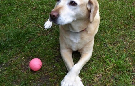 Motivul pentru care cainii isi incruciseaza deseori picioarele asemenea oamenilor