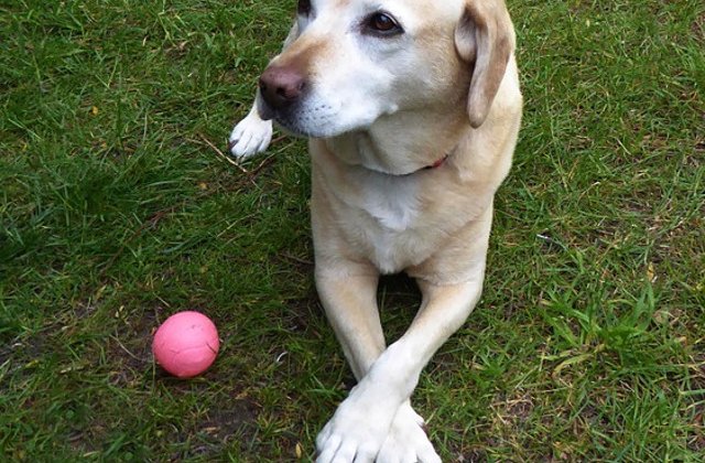 Motivul pentru care cainii isi incruciseaza deseori picioarele asemenea oamenilor