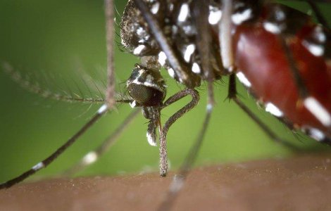 Primul caz de infectare cu virusul West Nile din Romania