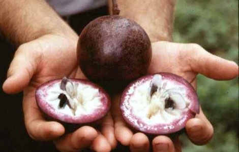  Top  Top 10: Fructe pe care probabil nu le cunosteai