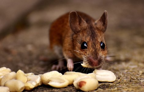 8 politisti au fost concediati dupa ce au declarat ca un soarece a mancat drogurile care lipseau din depozit