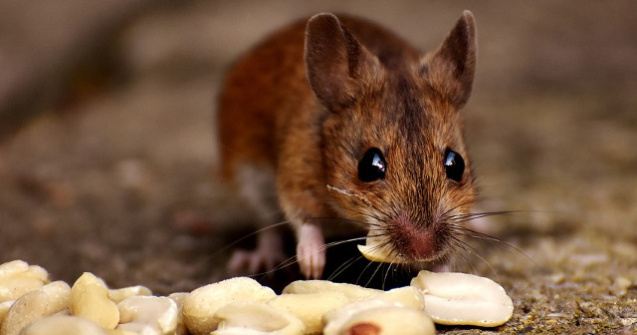 8 politisti au fost concediati dupa ce au declarat ca un soarece a mancat drogurile care lipseau din depozit