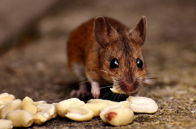 8 politisti au fost concediati dupa ce au declarat ca un soarece a mancat drogurile care lipseau din depozit