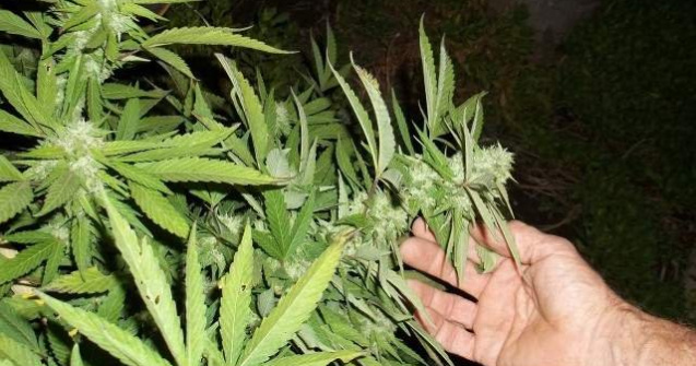 Barbat retinut dupa ce politistii au gasit in locuintele sale peste 13 kg de cannabis si droguri de mare risc