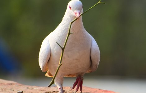  Top  De ce se lovesc pasarile de geamuri? 10+ curiozitati fascinante despre animale