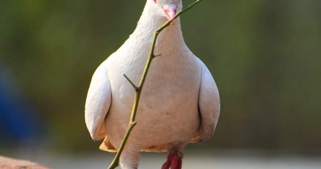  Top  De ce se lovesc pasarile de geamuri? 10+ curiozitati fascinante despre animale