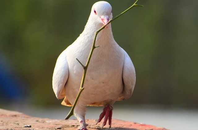 De ce se lovesc pasarile de geamuri? 10+ curiozitati fascinante despre animale