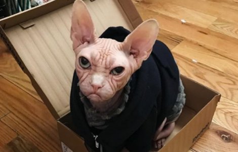 O noua senzatie pe internet: pisica Loki din rasa Sfinx