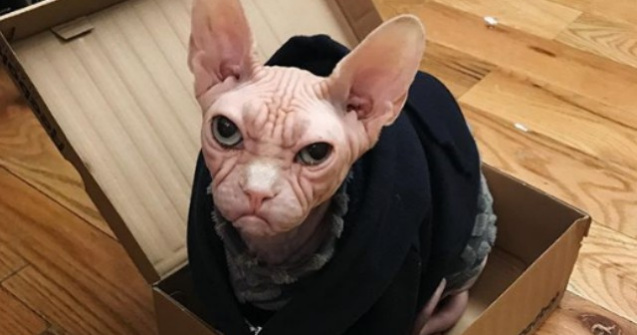 O noua senzatie pe internet: pisica Loki din rasa Sfinx