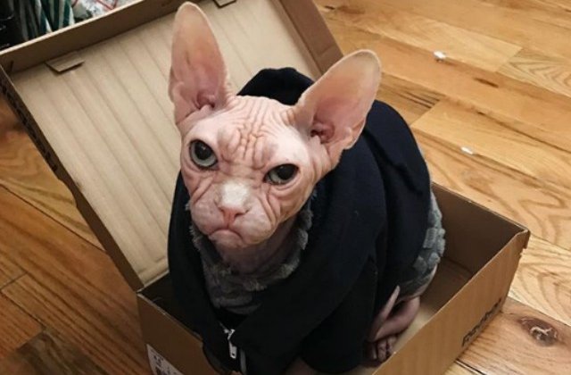 O noua senzatie pe internet: pisica Loki din rasa Sfinx