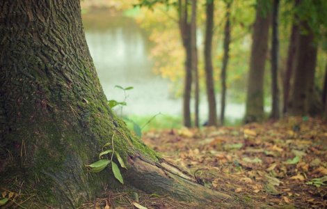 Un tanar de 18 ani si-a ucis iubita si a ingropat-o in padure