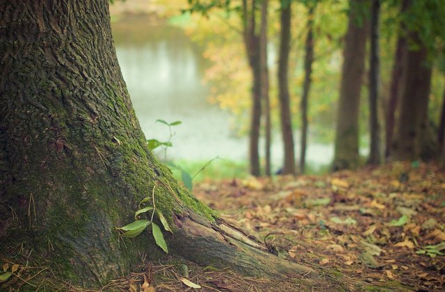 Tanara, injunghiata si ingropata in padure de iubitul ei in varsta de 18 ani