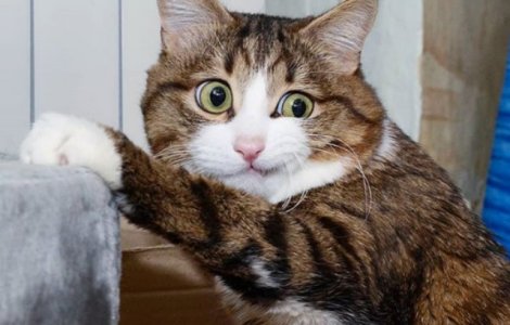 O pisica sfideaza normele frumusetii in ciuda handicapului de care sufera