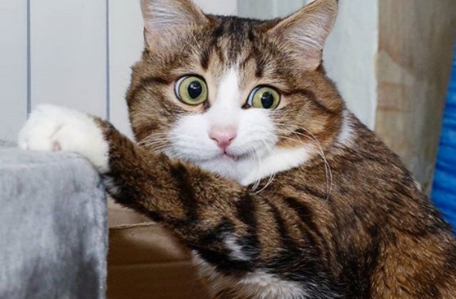 O pisica sfideaza normele frumusetii in ciuda handicapului de care sufera