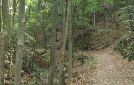 Un barbat a fost gasit fara viata intr-o padure din Dambovita