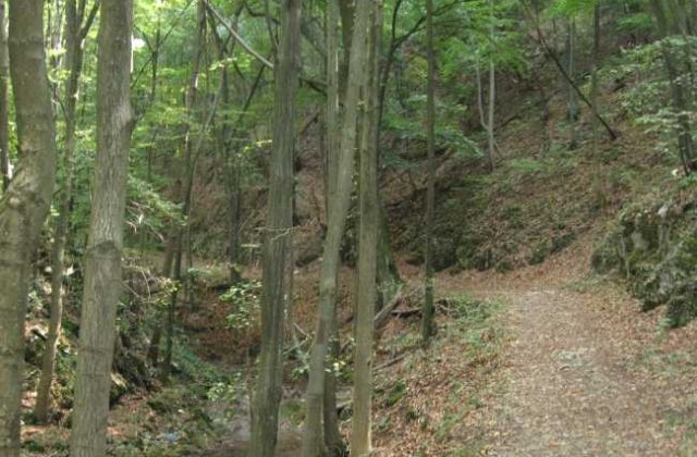 Un barbat a fost gasit fara viata intr-o padure din Dambovita