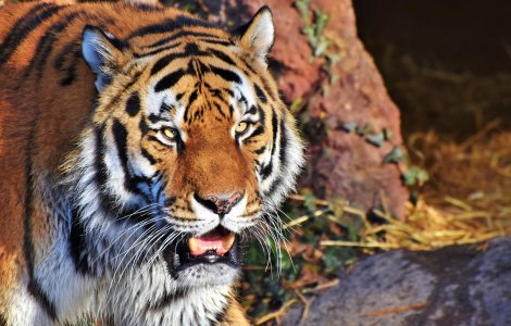 Tigrul ​Igor, primul animal din lume care a beneficiat de un tratament cu celule stem