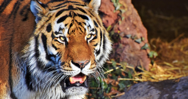 Tigrul ​Igor, primul animal din lume care a beneficiat de un tratament cu celule stem