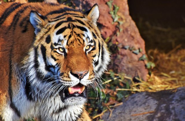 Tigrul ​Igor, primul animal din lume care a beneficiat de un tratament cu celule stem