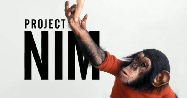 Top  Proiectul Nim: Ce se intampla cand cresti un cimpanzeu ca pe un copil?
