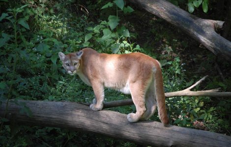 Un leu din Dakota de Sud a traversat America inainte de a fi ucis de o masina