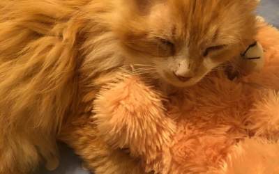 O pisica a strabatut 19...