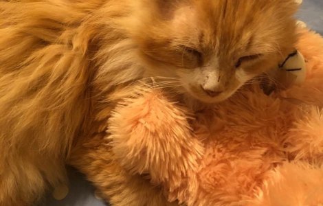 O pisica a strabatut 19 kilometri pentru a se intoarce acasa, dar stapanii au vrut sa o eutanasieze