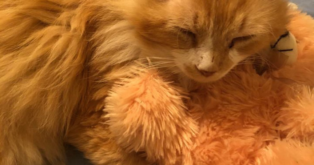 Ce s-a intamplat cu pisica ce a strabatut 19 kilometri