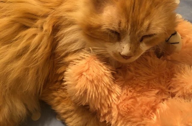 O pisica a strabatut 19 kilometri pentru a se intoarce acasa, dar stapanii au vrut sa o eutanasieze