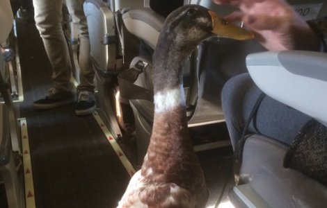  Top  8 tweet-uri amuzante ale pasagerilor care se pot lauda cu experiente unice in avion