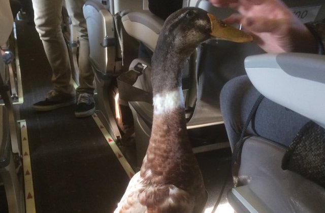 8 tweet-uri amuzante ale pasagerilor care se pot lauda cu experiente unice in avion