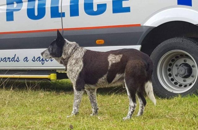 Fetita de 3 ani, salvata de un caine surd si aproape orb