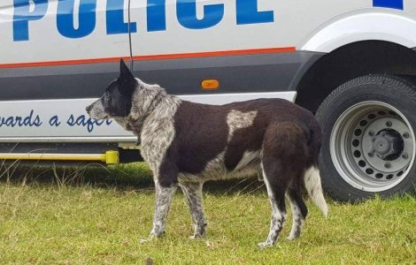 Fetita de 3 ani salvata de un caine surd si aproape orb