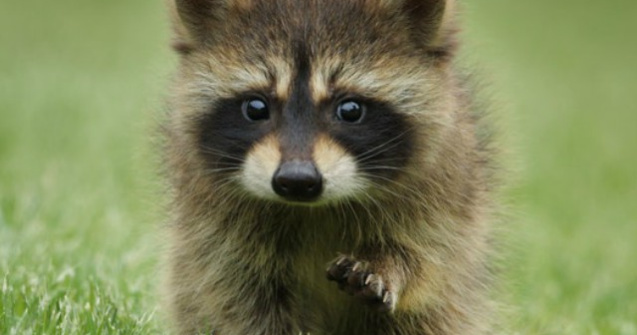  Top  Pot emite pana la 50 de sunete diferite pentru a comunica: TOP curiozi