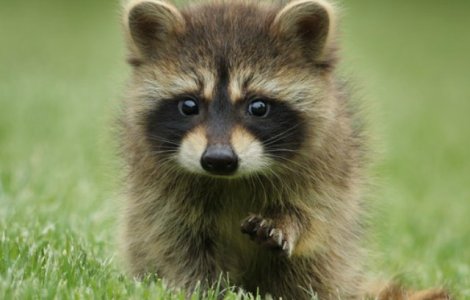  Top  Pot emite pana la 50 de sunete diferite pentru a comunica: TOP curiozi