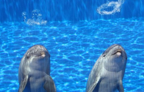  Top  Sunt printre cele mai inteligente animale din lume. 10 lucruri mai putin stiute despre delfini