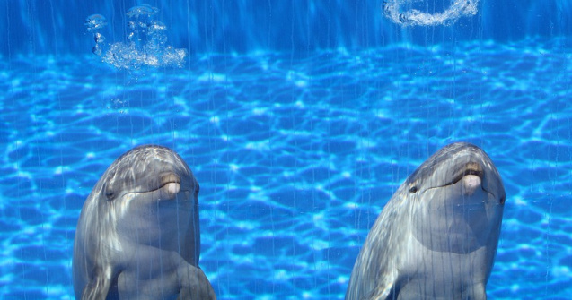  Top  10 lucruri mai putin stiute despre delfini