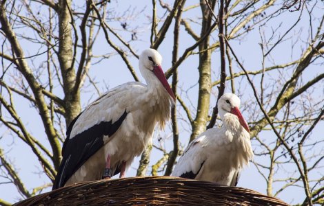 Timis: Protectia cuiburilor de barza