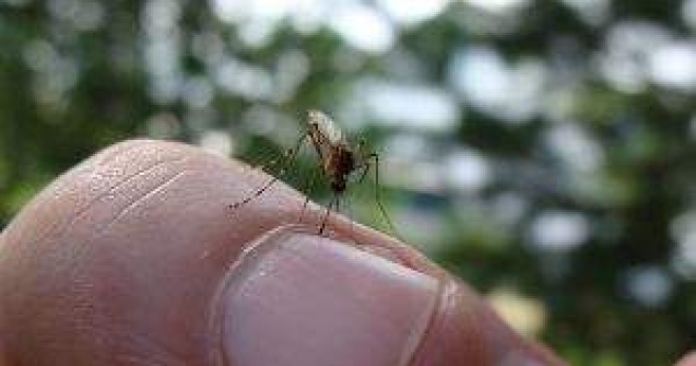  Top  Stiai ca...?! 14 curiozitati despre tantari