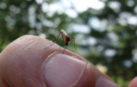  Top  Stiai ca...?! 14 curiozitati despre tantari