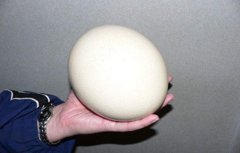 Ai manca oua de strut? Ce gust au si cum se prepara