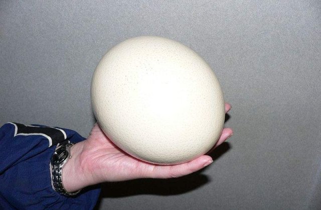 Ai manca oua de strut? Ce gust au si cum se prepara